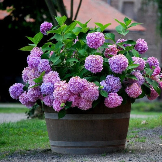 💥This week's specials 🌱 Outdoor Artificial Hydrangea Flowers