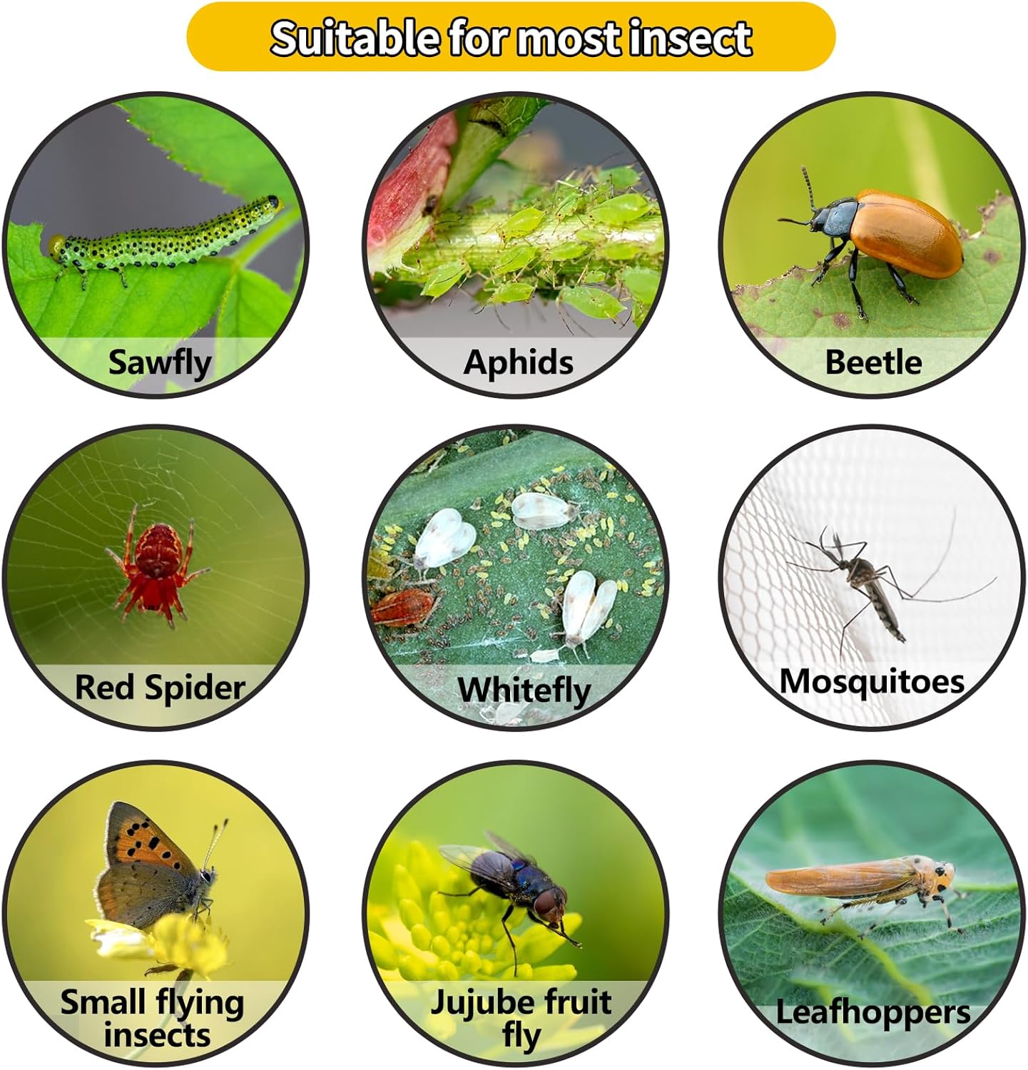 🚫Giant Fly Glue Trap